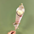 Rose éternelle parfumée – Rose romantique - L'INSTANT D'UNE PAUSE